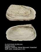 OLIGOCENE-RUPELIAN Hiatella arctica (2)